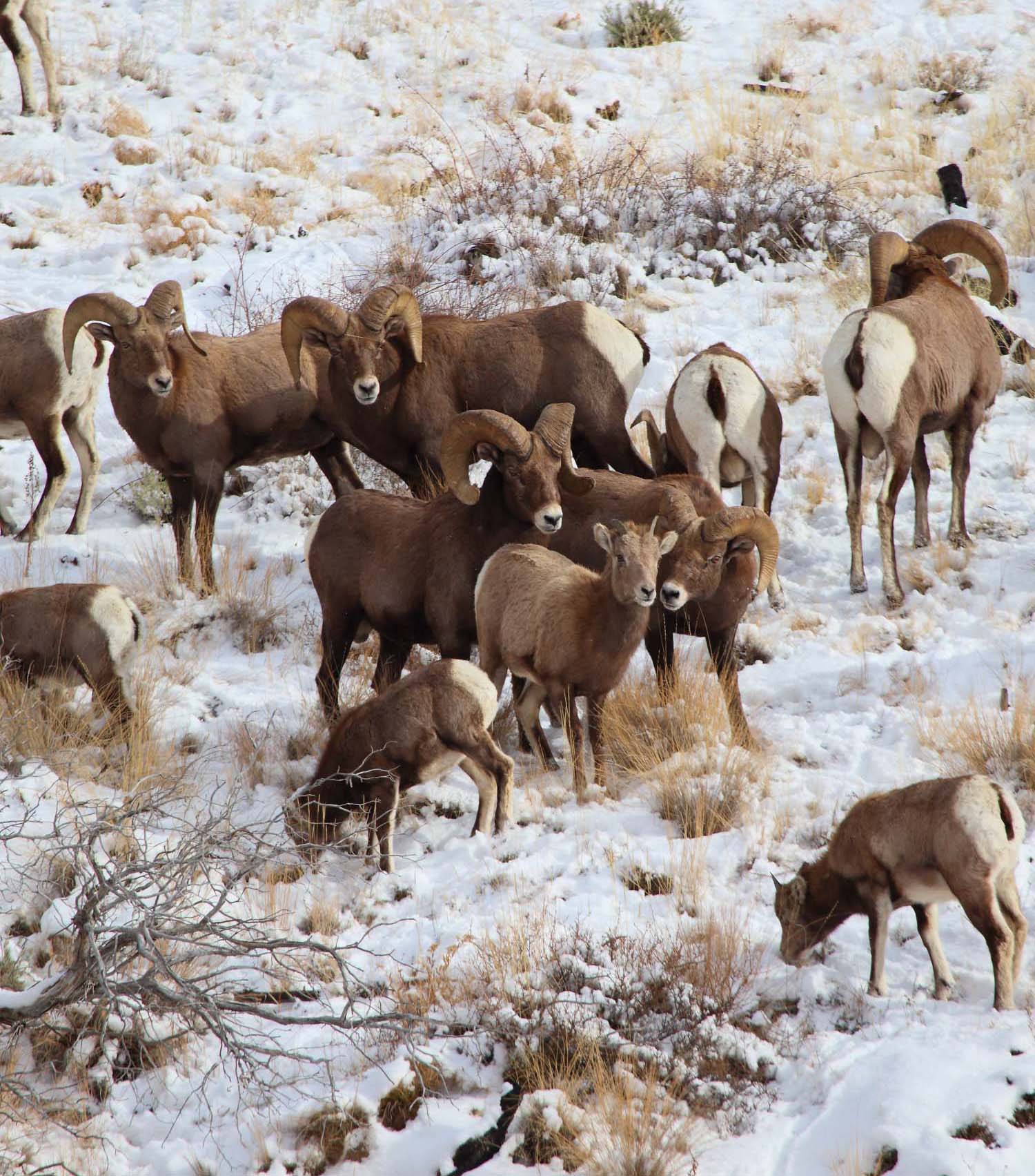 Bighorn4