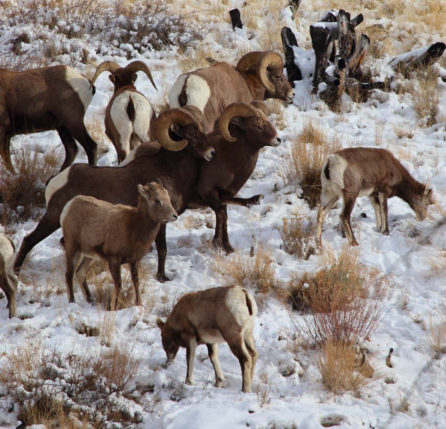 Bighorn5