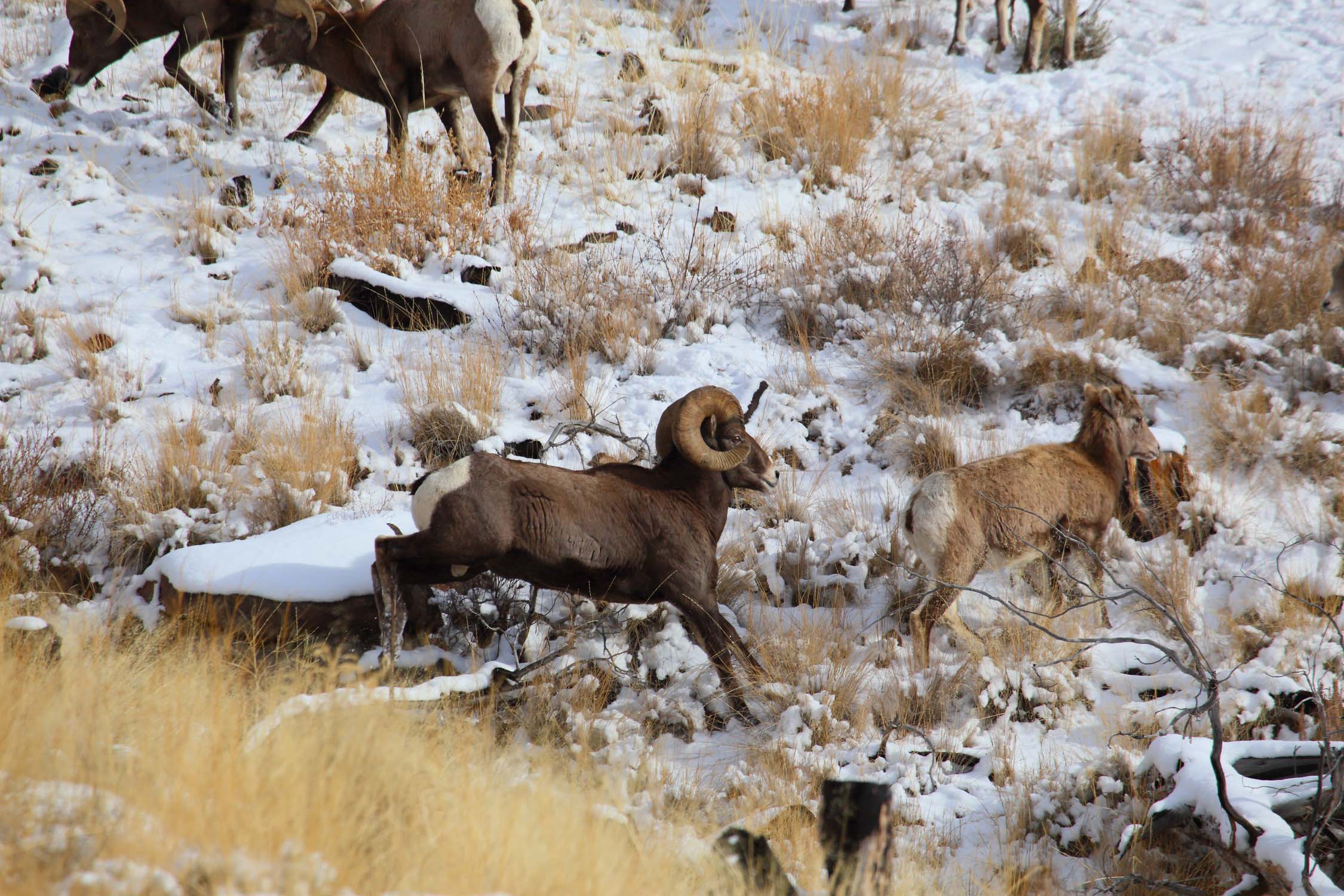 Bighorn6